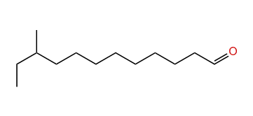 10-Methyldodecanal