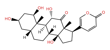 1beta-Hydroxyl-arenobufagin
