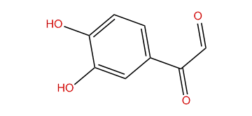 2-(3,4-Dihydroxyphenyl)-2-oxoacetaldehyde