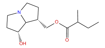 9-(2-Methylbutylryl)-platynecine