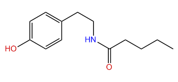 N-(4-Hydroxyphenethyl)-pentanamide