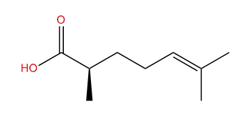 (R)-2,6-Dimethyl-5-heptenoic acid
