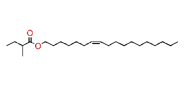 (Z)-7-Octadecenyl methylbutyrate