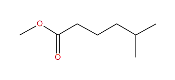 Methyl 5-methylhexanoate
